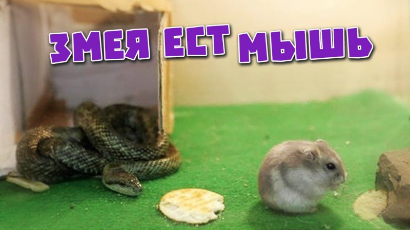 #Животные