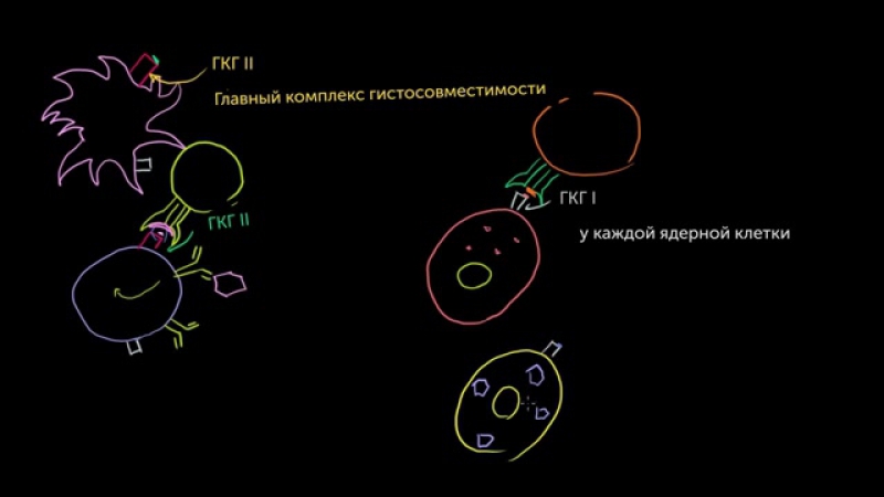 Видео по Иммунологии
