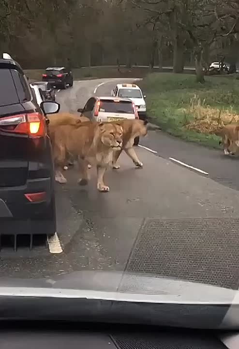 Lions