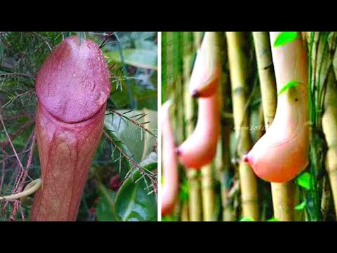 УЛЫБКА ПРИРОДЫ