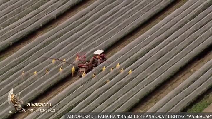 ЗДОРОВЬЕ: Маргеллоны