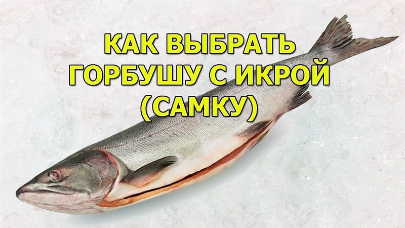 КУХНЯ: РЫБА КРАСНАЯ