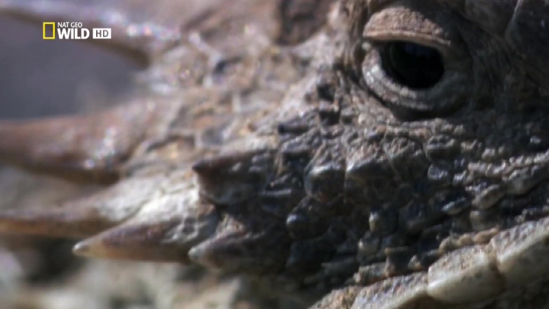 [NatGeo] Самые странные в мире: 1-й сезон (2012)