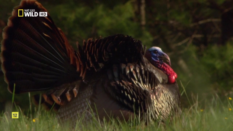[NatGeo] Национальные парки Америки (2015)