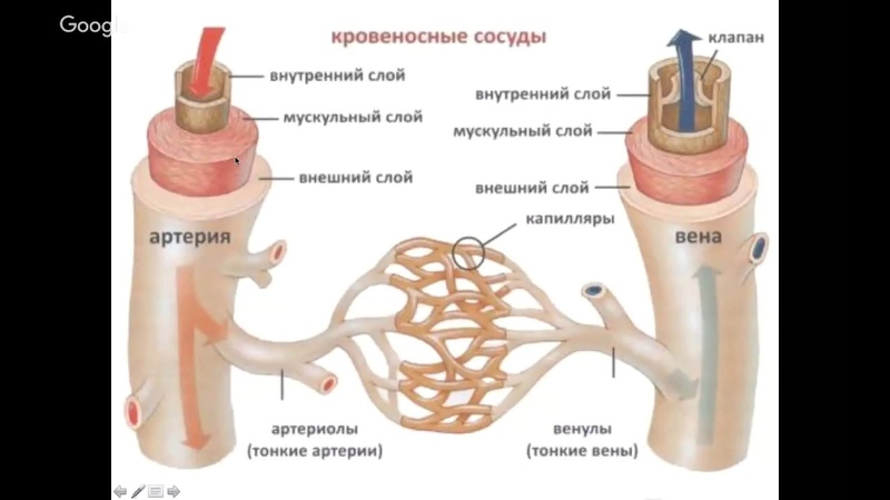 Растения