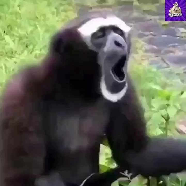 Юмор