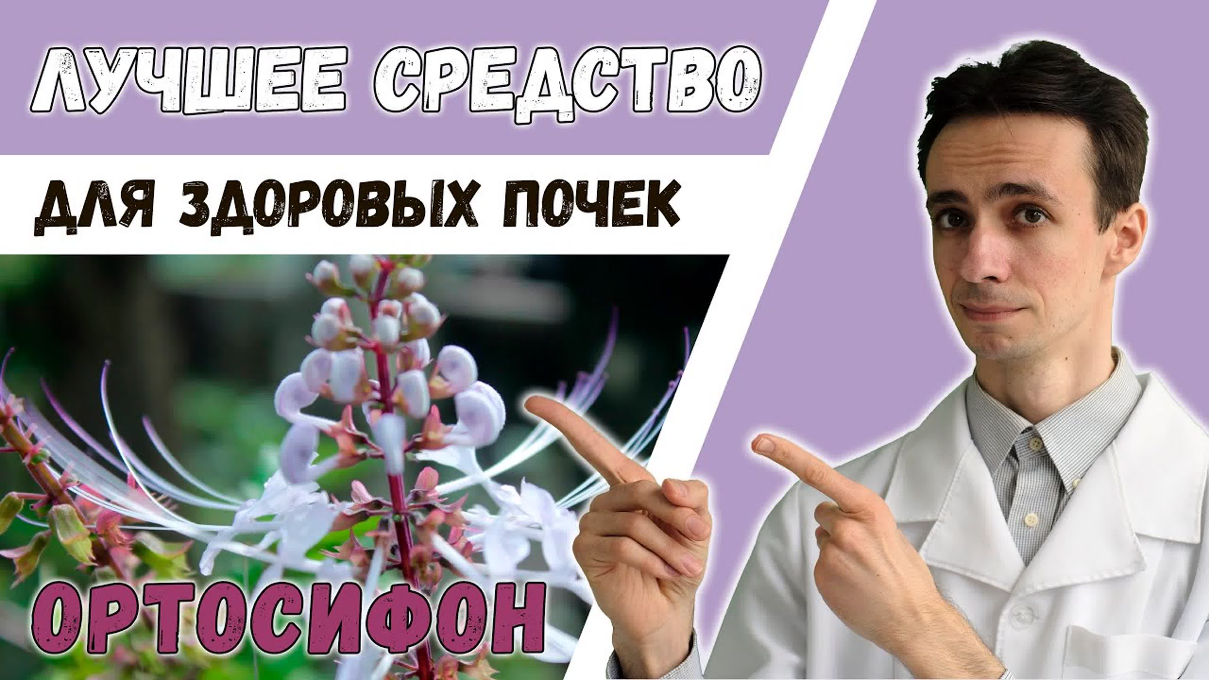 Почки и мочевыделительная система. Нефрит, камни в почках, цистит, уретрит, рак. Чистка и восстановление почек