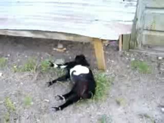 Животные!