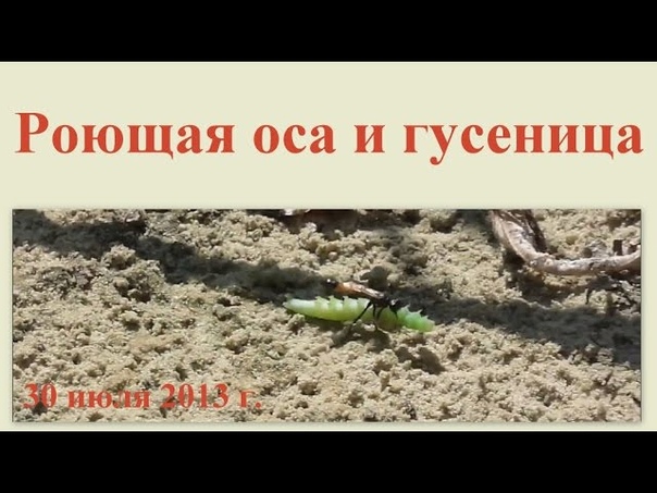 Насекомые