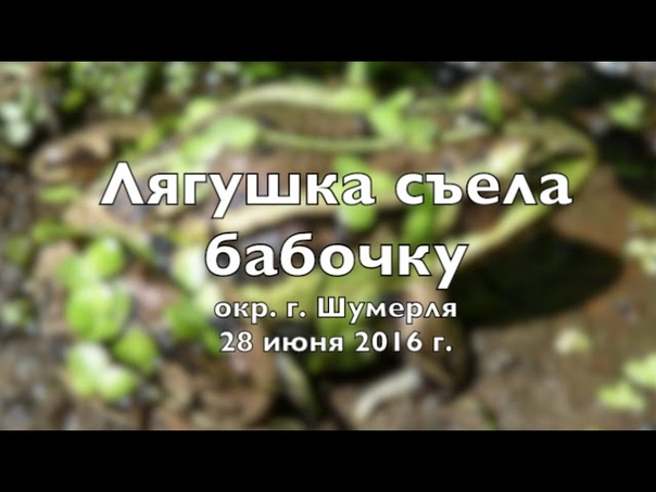 Земноводные и рептилии