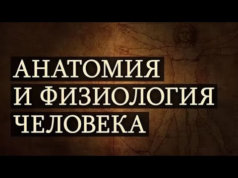 Анатомия и физиология человека