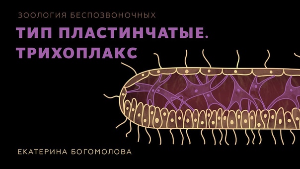 Лекции: Зоология беспозвоночных