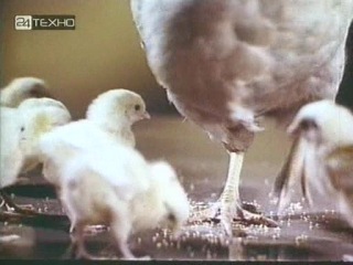 Режиссёры: Феликс Соболев