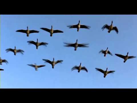 0918 Евгений Шапорев