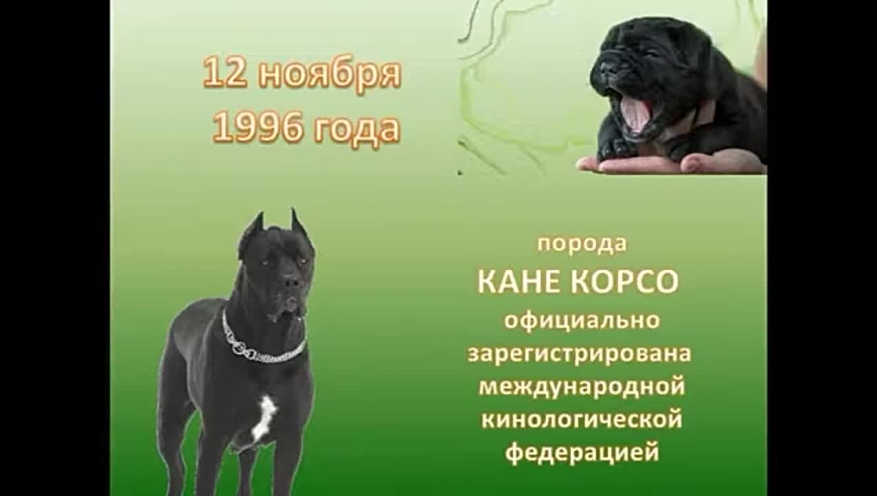 КАНЕ-КОРСО