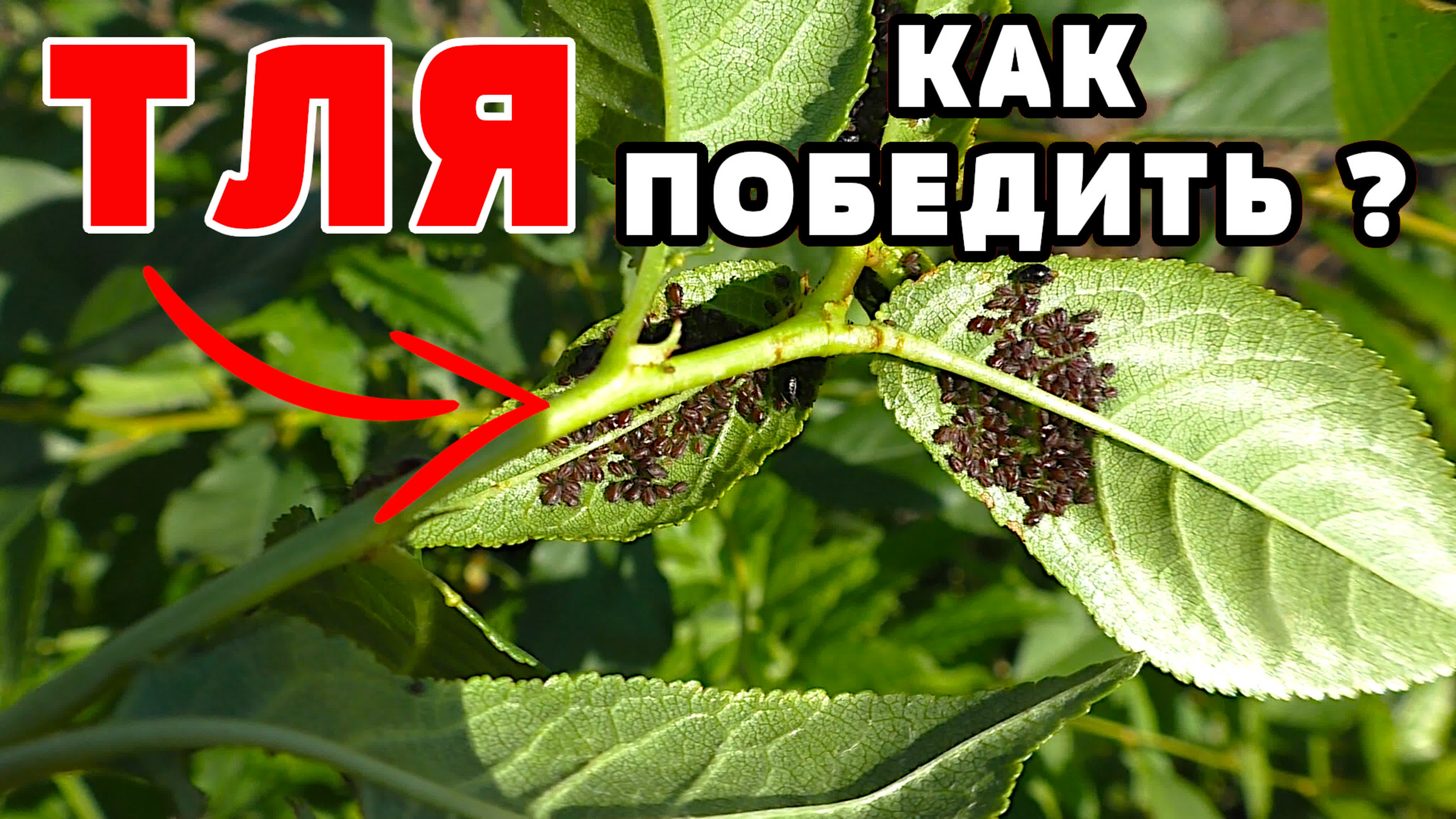 ВАЗОНЫ
