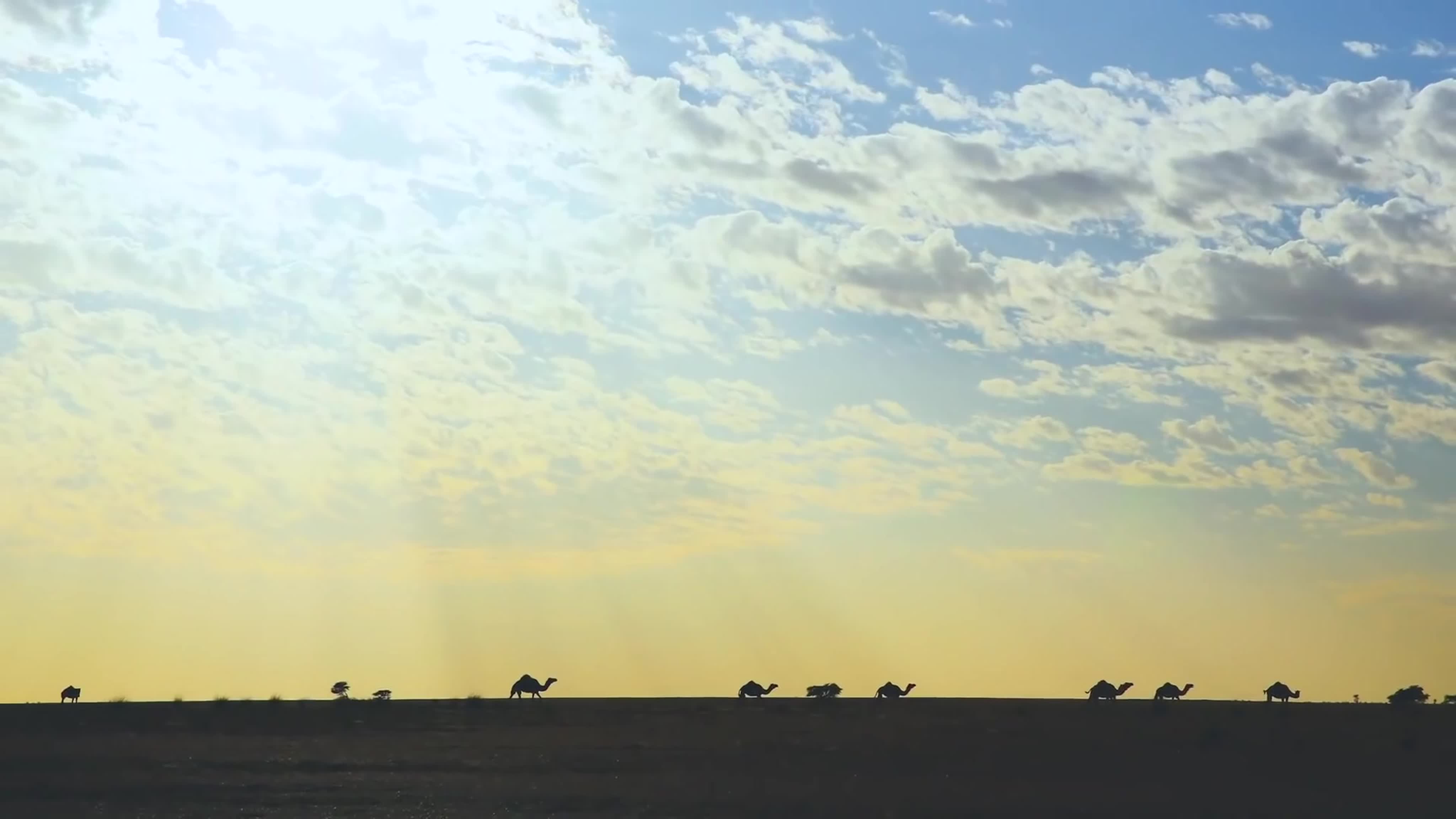 Сахрави (Sahrawi)