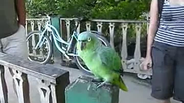 Забавные животные и птицы.