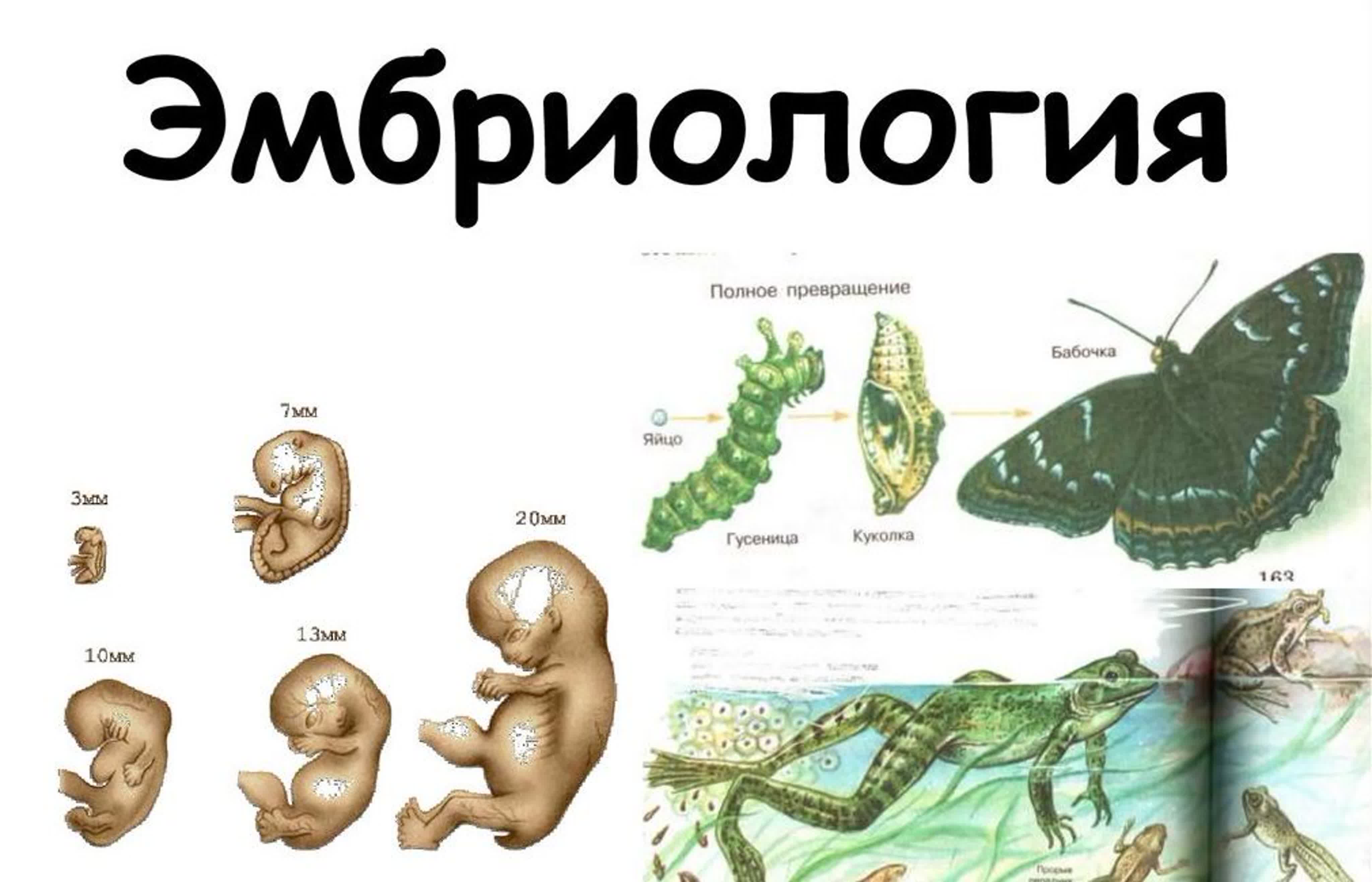Эмбриология