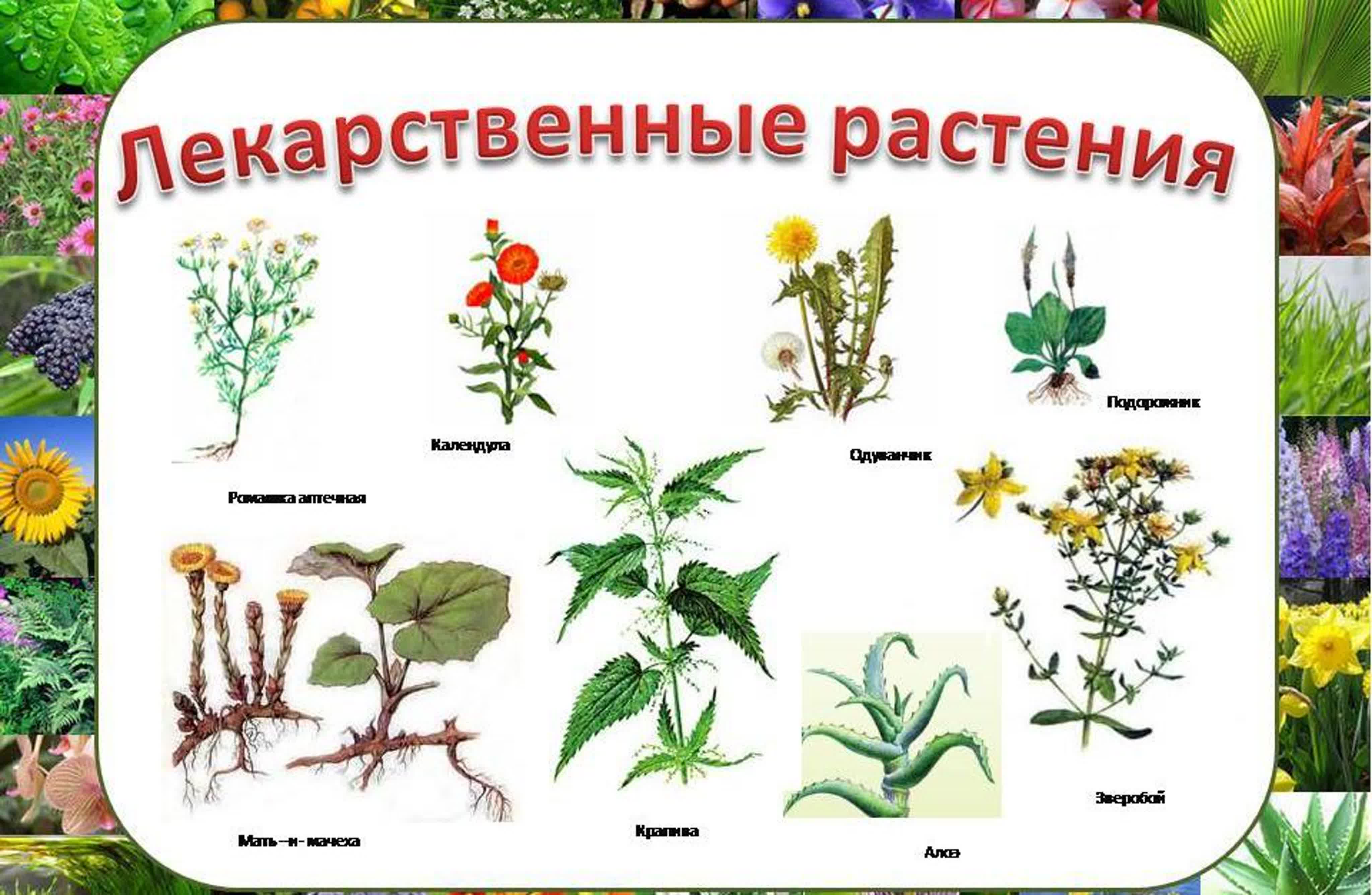 Растения