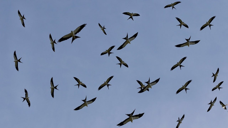 Вилохвостый, или ласточковый #коршун / Swallow-tailed #kite (лат. Elanoides forficatu)