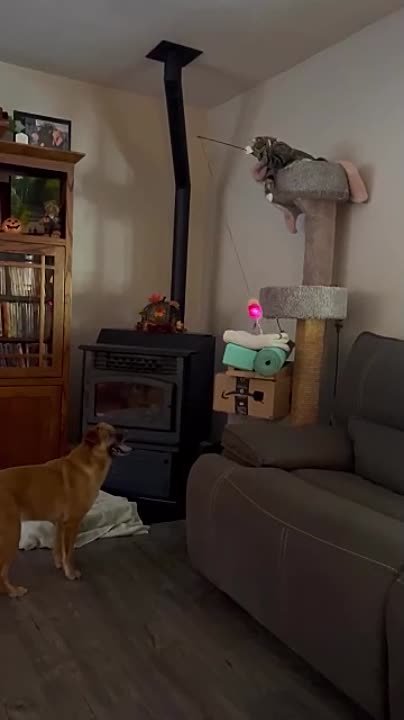 котики