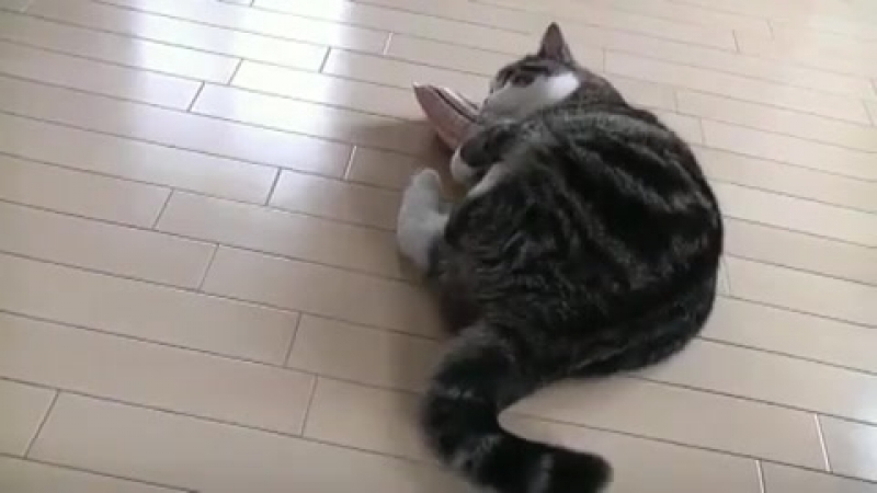 Забавное
