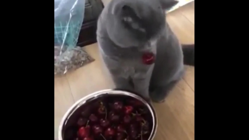 Котики