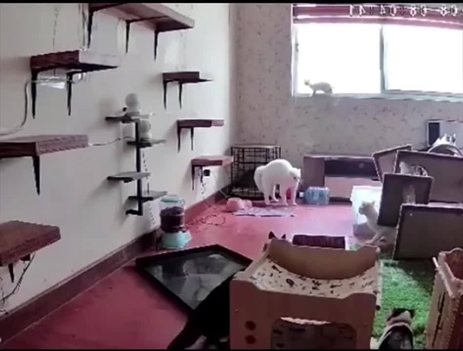 смешные видео