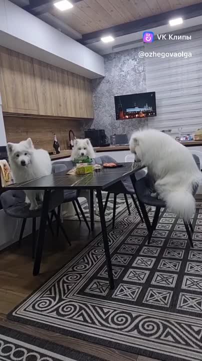 Животные