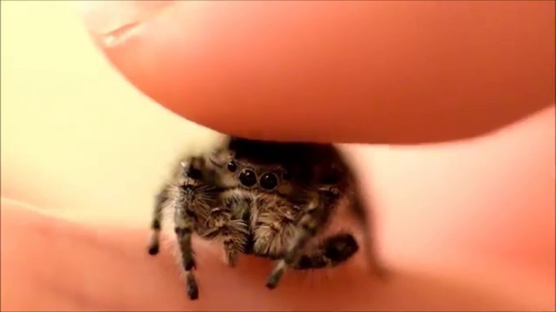Phidippus Mystaceus