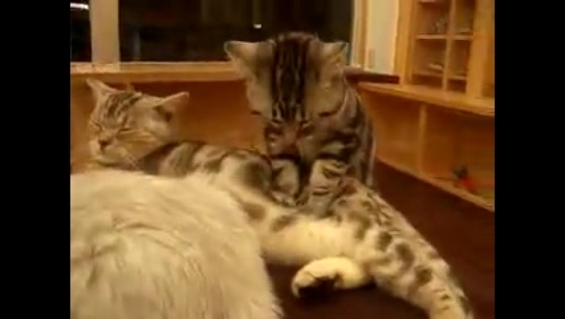 котЭ