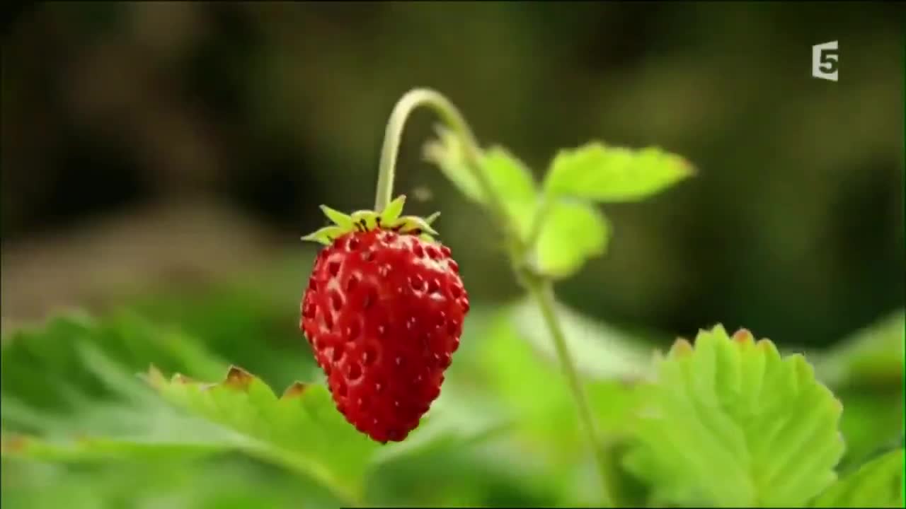 Природа