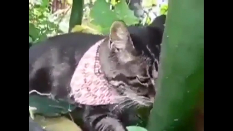 Забавные Зверушки