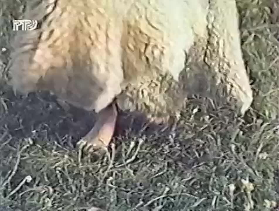 по мотивам ЗАРУБЕЖНЫХ произведений