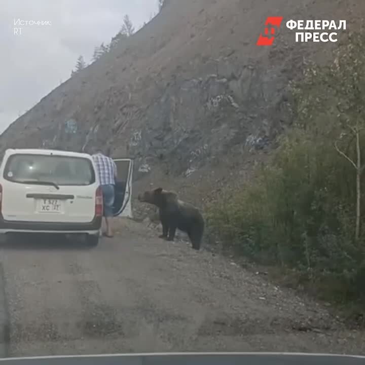 Животные
