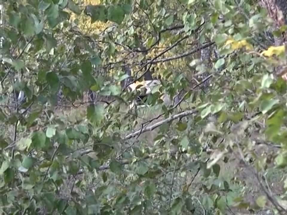 Детчинский оборонительный 1812-1945