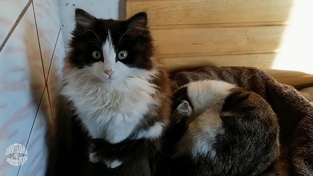 ФАУНА