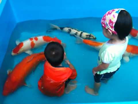 fish