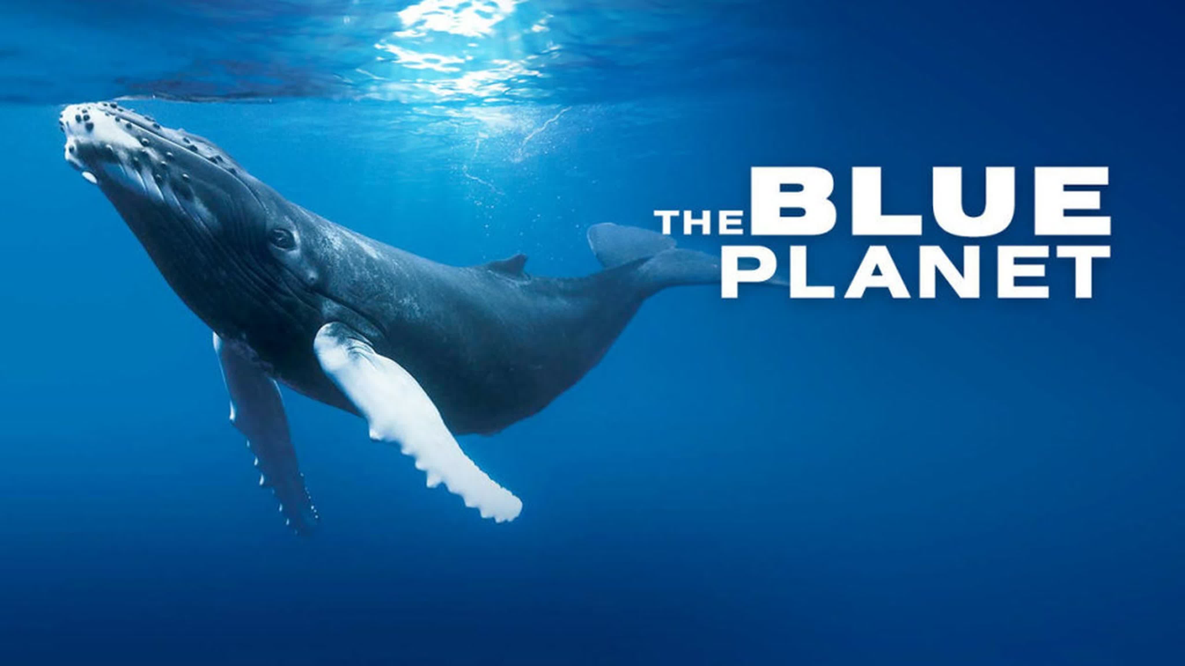 The Blue Planet | BBC Documentary Series