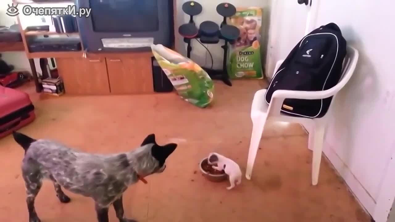 Пизитив)) Ражч)) Смех)) ржач до слёз))