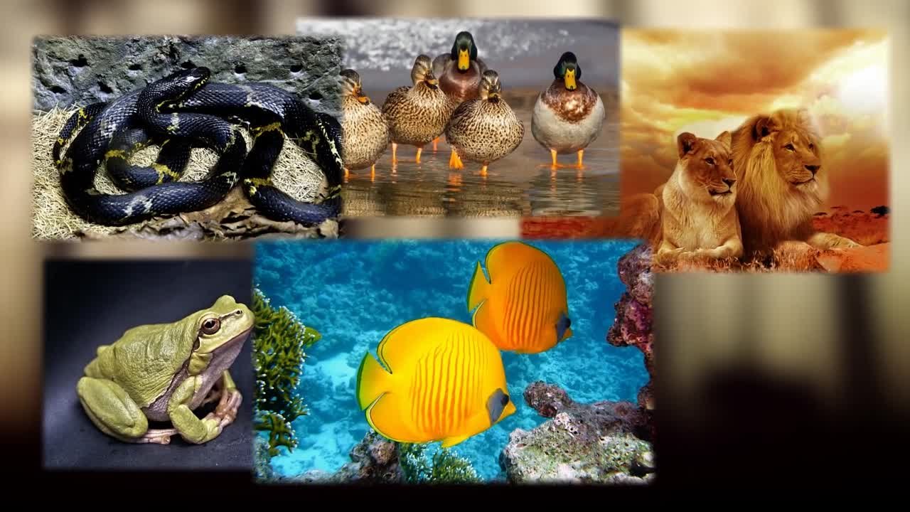 про животных