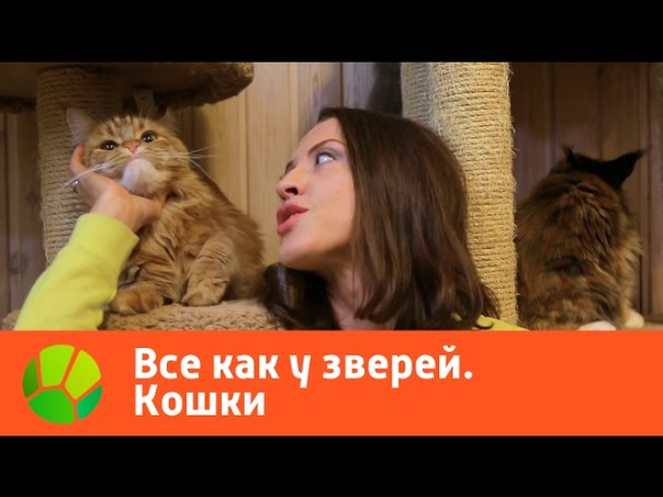 Кошки.
