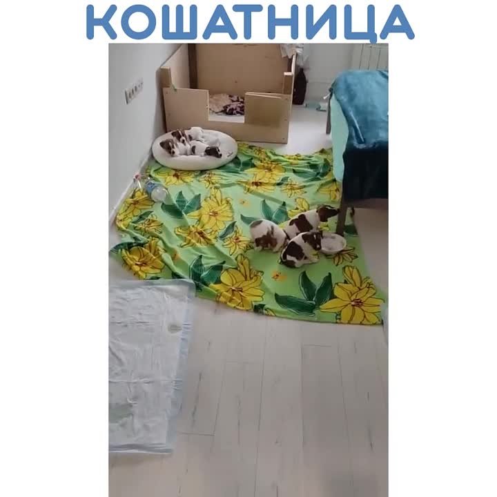 Животные