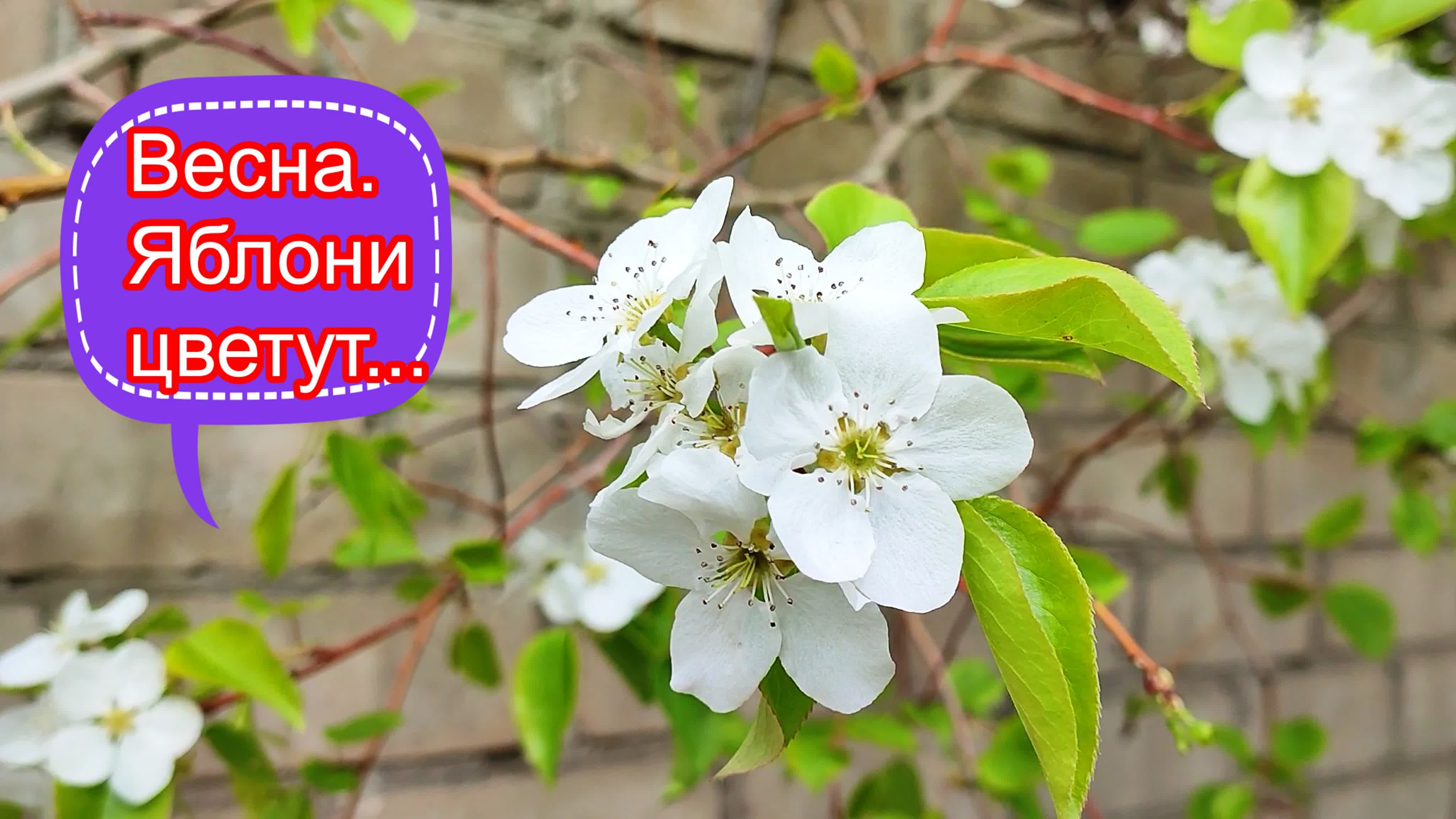 Весна. Весна Барнаул. Барнаул