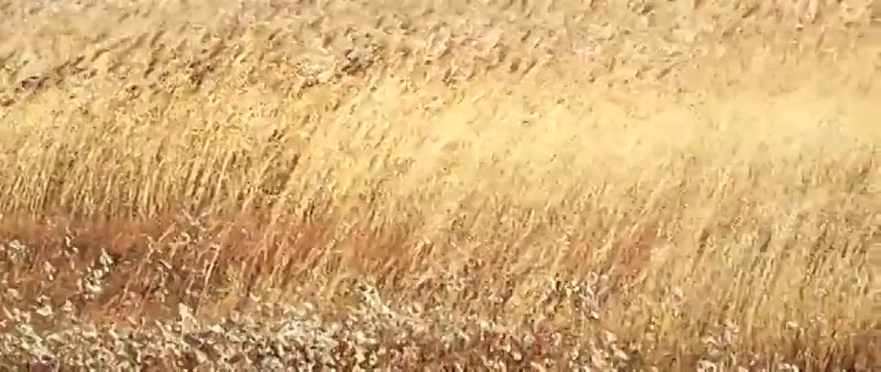 • Фильмы с Ву Чуном