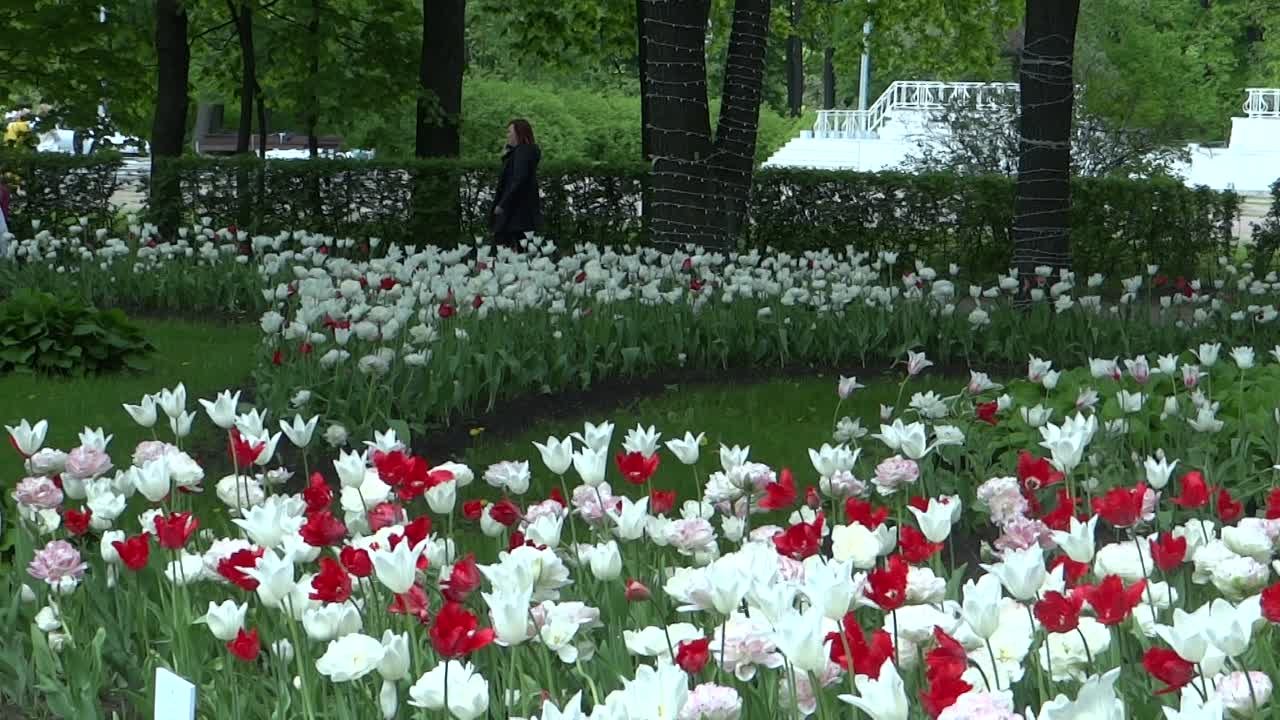27.05.2021г.САНКТ-ПЕТЕРБУРГ. ЕЛАГИН ОСТРОВ. ХОРОВОДЫ ТЮЛЬПАНОВ