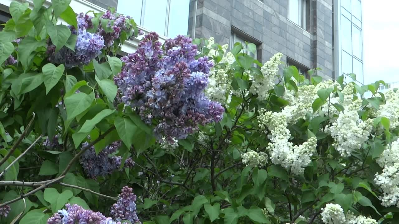 ВЕСНА  2021 ГОДА. ГОРОДСКАЯ СИРЕНЬ. САНКТ-ПЕТЕРБУРГ