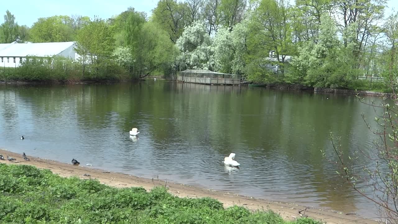 16.05.2021. Санкт-Петербург. Весна 2021 г на Елагином острове .