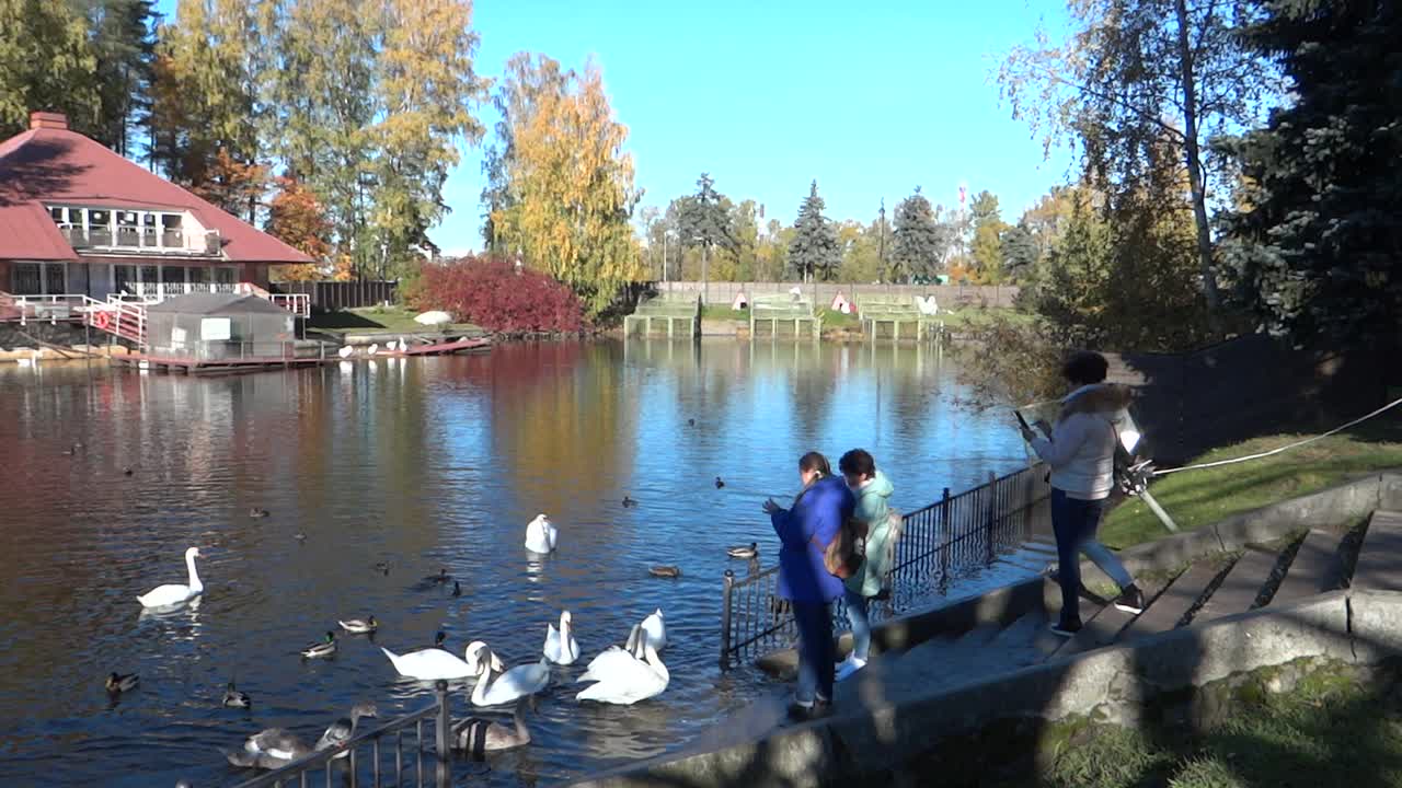 11.10.2018 г. В солнечный  осенний день на Крестовском острове. Видео Н. Кутиковой
